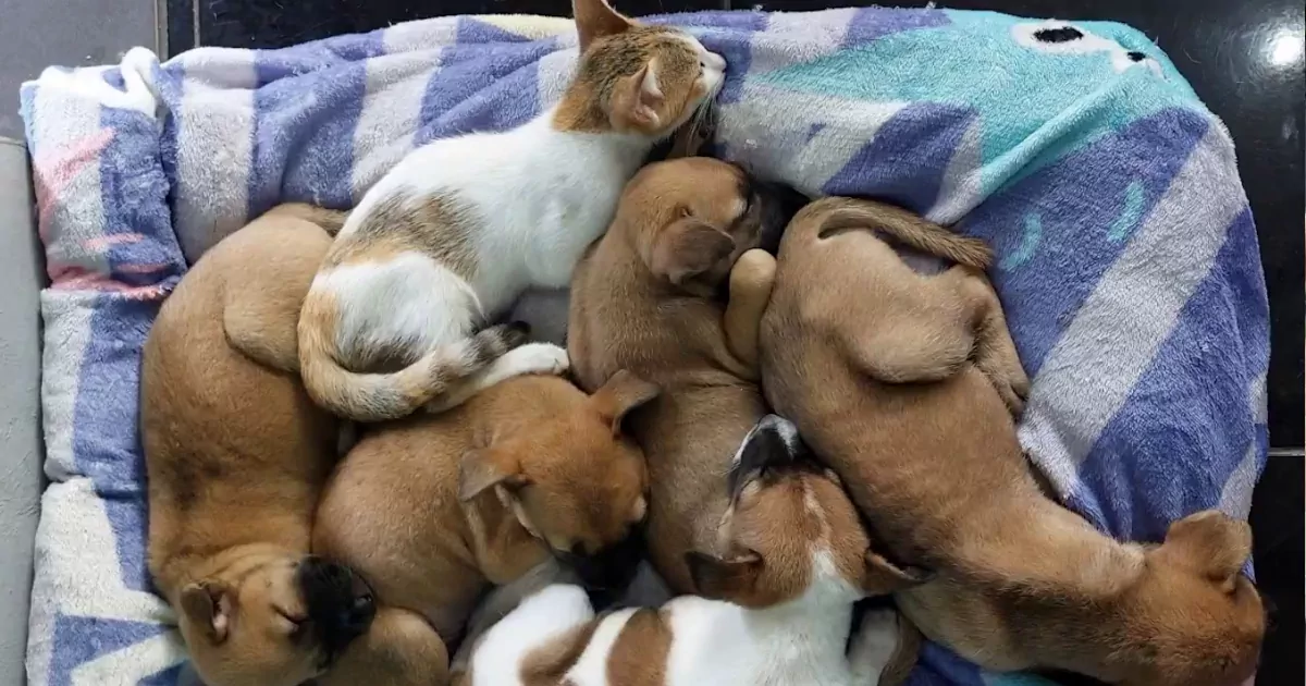 Cute puppies sleeping with kitten.