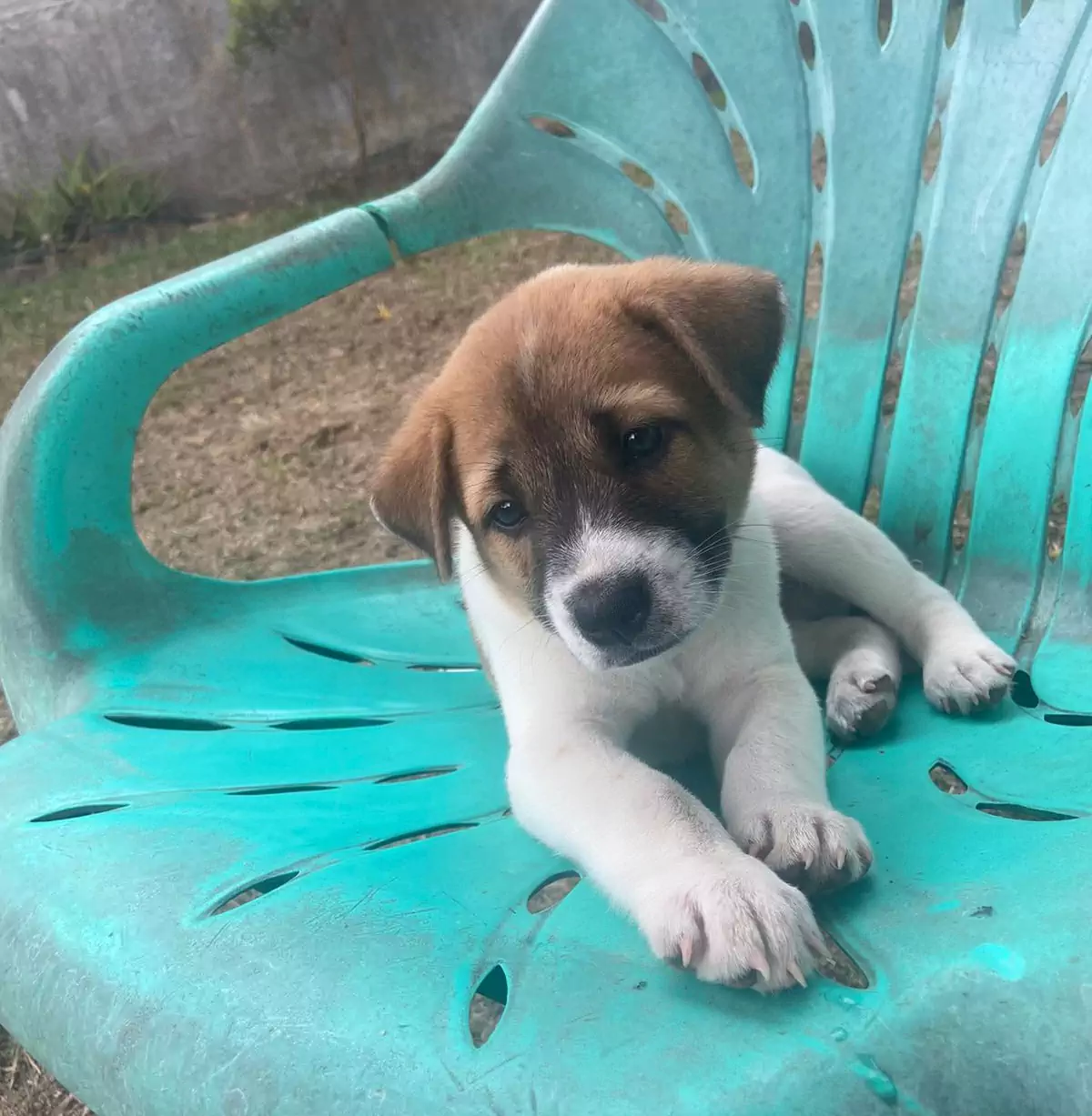 Puppy on chair at Krui Paws animal shelter